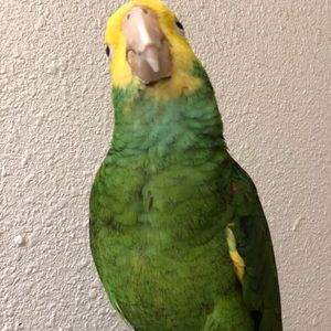 Meet your Posher, Sheyla